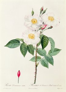 Rosa Damascena Subalba